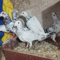 کفتر