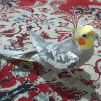 عروس هلندی طاووسی