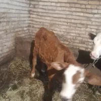 گوساله‌دوماه‌نر‌اصل