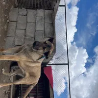 یک قلاده سگ سراب