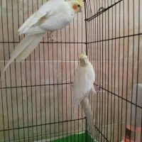 عروس هلندی