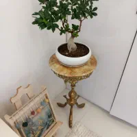 میزبرنزی