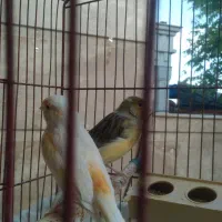 قناری|پرنده|رومشکان, |دیوار
