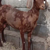 بزغاله مری پلنگی