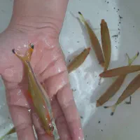 ماهی رد لاین ۲۰ سانتی آور سایز