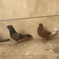 کبوتر پرش سنگین