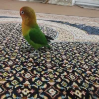 طوطی برزیلی اهلی