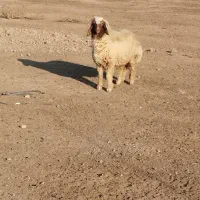 قوچ فحل عراقی