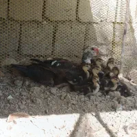 فروش اردک اسرایلی یک ماده با 7جوجه