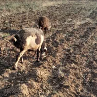میش|حیوانات مزرعه|اصفهان, شاهزاده ابراهیم|دیوار