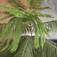درختچه کاج مطبق زیبا