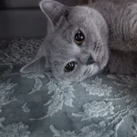 گربه بریتیش لیلاک اصیل