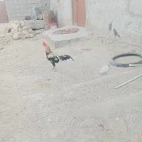 مرغ خروس