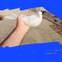 کبوترسفیدماده