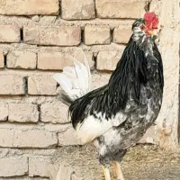 مرغ و خروس گلین اصل.۴۵۰۰ تومن.وقفس۱۵۰۰