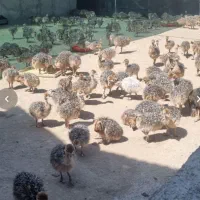 جوجه شتر مرغ واکسن خورده