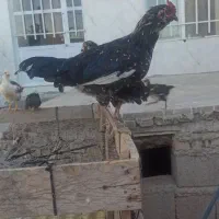 مرغ خروس گلین و کوردی