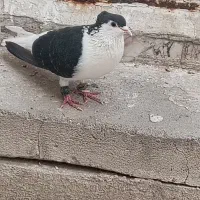 کاکولی نر جوون