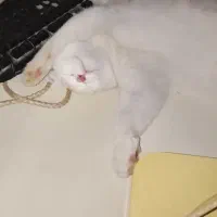 گربه نژاد دار خالص اسکاتیش نر