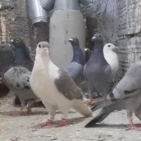 جوونه