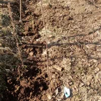 نهال‌البالو‌رسمی