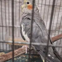 عروس هلندی