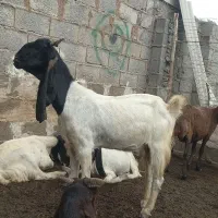 بز پاکستانی اصل آخرت جنس