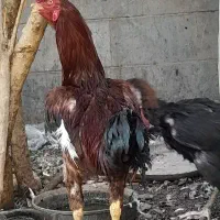 مرغ وخروس لاری