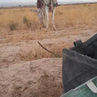 الاغ
