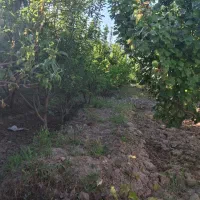 فروش باغچه