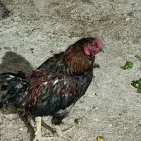 خروس لاری