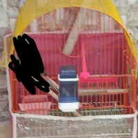 حراج حراج قفس