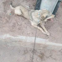 ماده پژدر