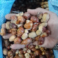 سنجد آردی