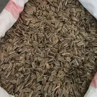 تخمه تازه