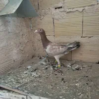 کبوتر ماده سرخ هفت رنگ قلدر