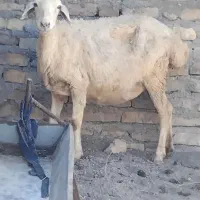 میش چینی جوان هیکل