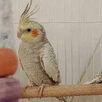عروس هلندی