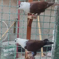 جوجه کلاغ کربلایی نروماده کاکلی و کل