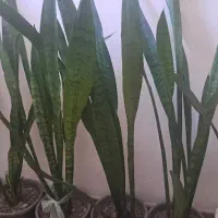 گل سانسوریا