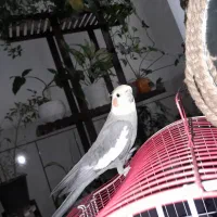 عروس هلندی نر معاوضه با قناری نر