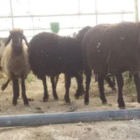 بره