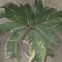 سیکاس|گل و گیاه طبیعی|کرج, شهرک یاس جنوبی|دیوار