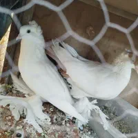 کفتر آس خوشکل