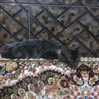 بچه گربه نژاد دار
