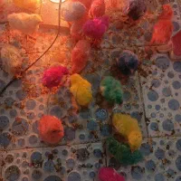 جوجه رنگی و محلی