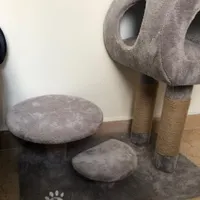 درخت اسکرچ و خواب گربه