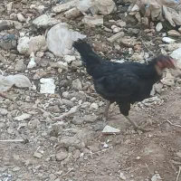 قیمت ۱۶۰۰۰