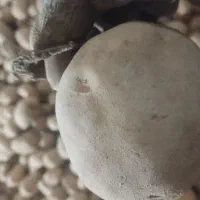 سیب زمینی جیلی 402