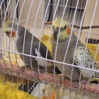 عروس هلندی همراه با قفس